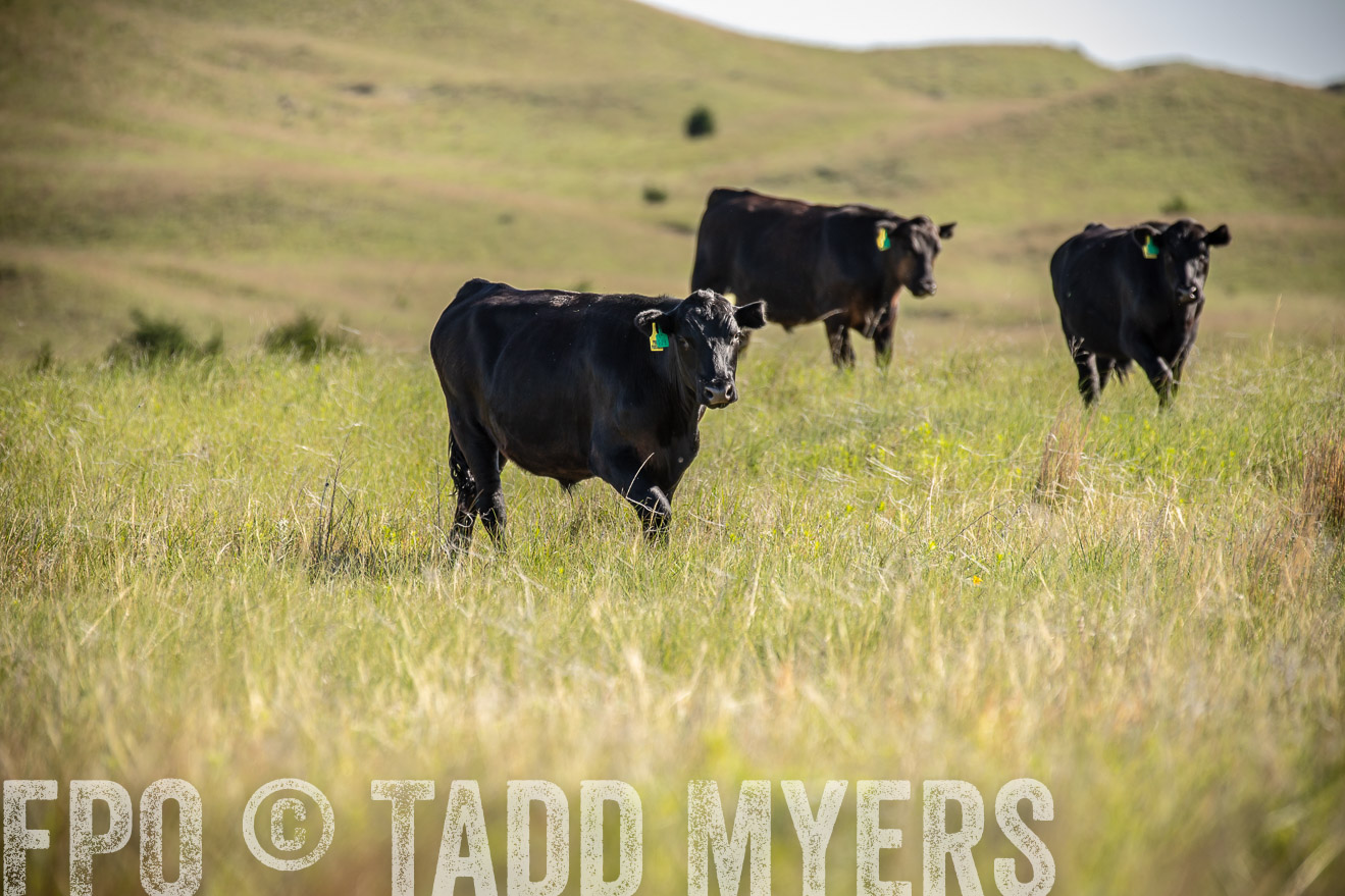 PP_TuckerRanch_NE_July2019-41748