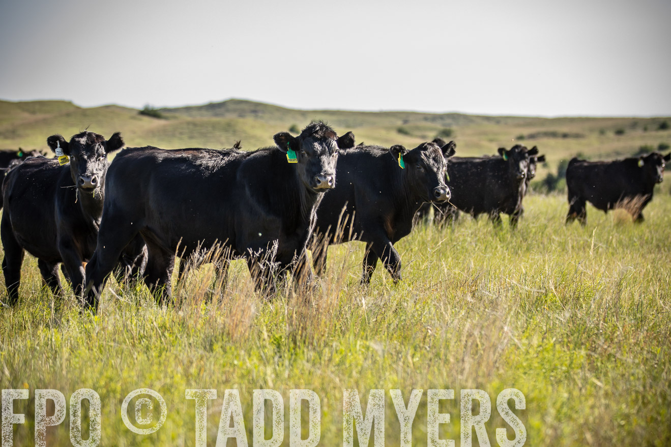 PP_TuckerRanch_NE_July2019-41749