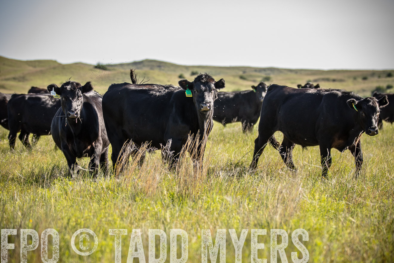 PP_TuckerRanch_NE_July2019-41751