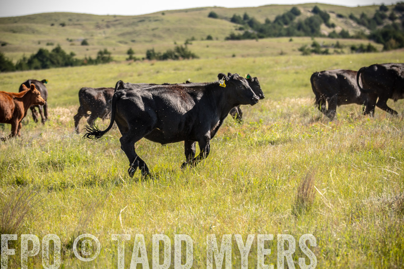 PP_TuckerRanch_NE_July2019-41755