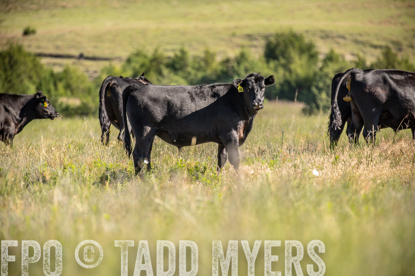 PP_TuckerRanch_NE_July2019-41761