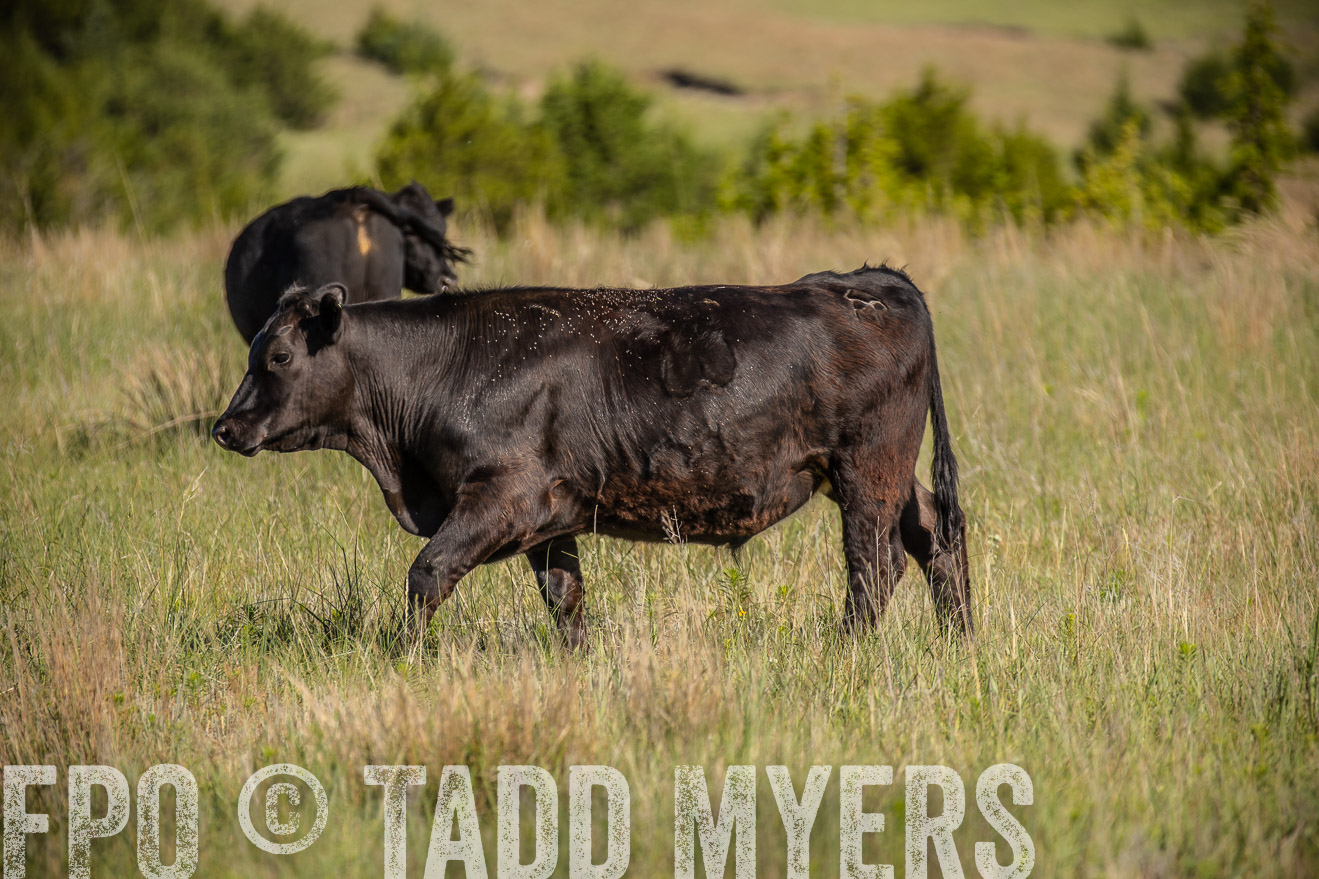 PP_TuckerRanch_NE_July2019-41794