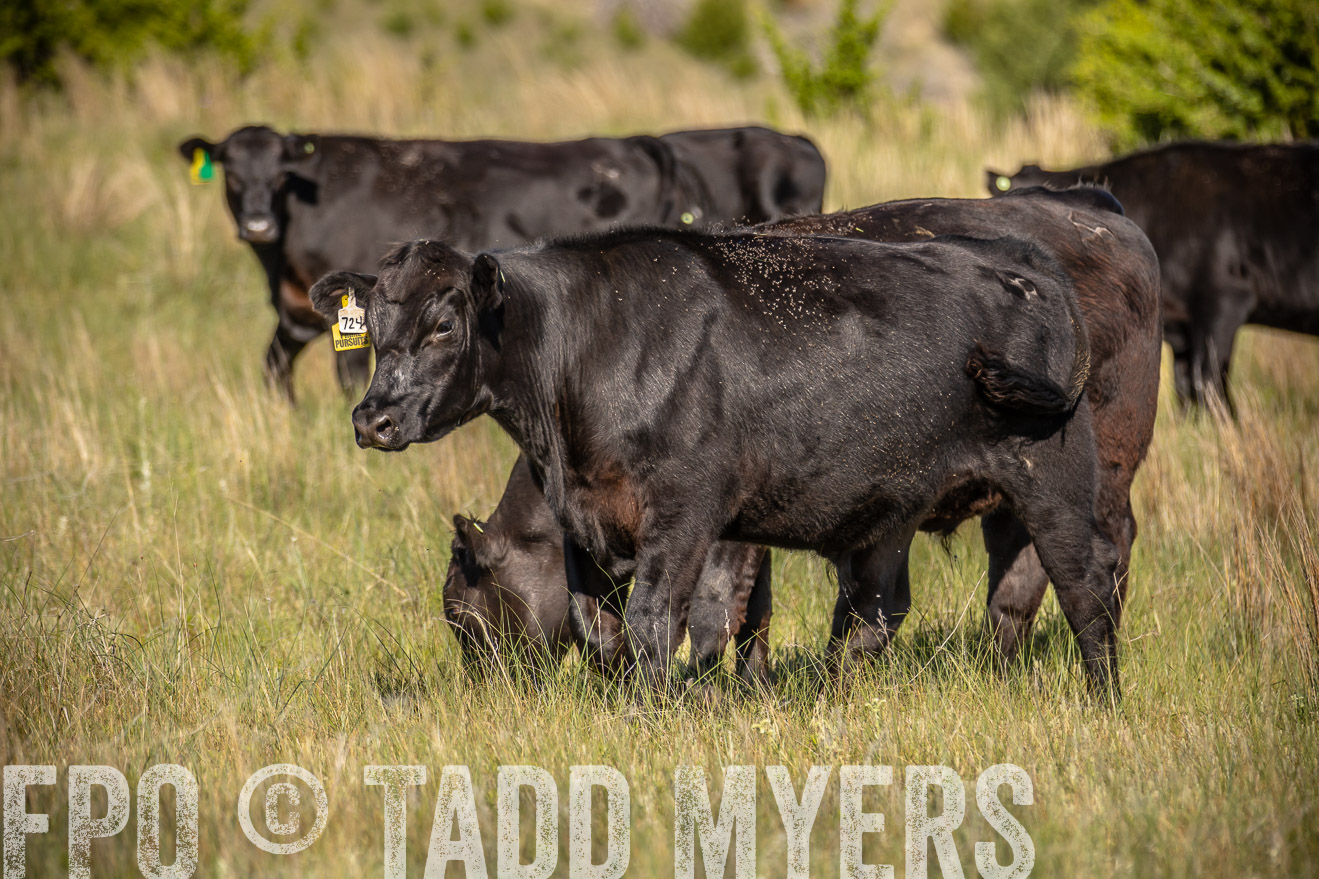 PP_TuckerRanch_NE_July2019-41808