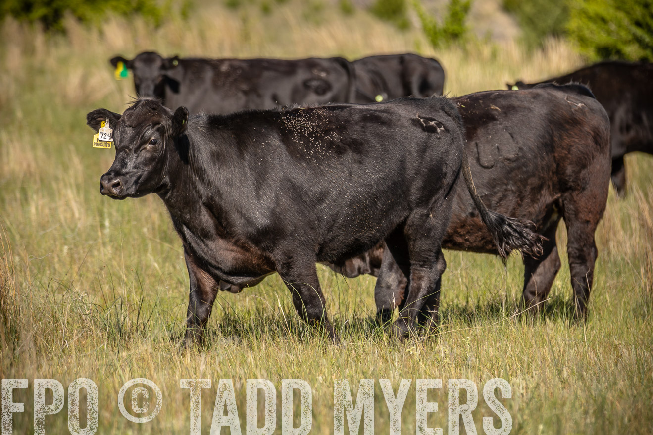 PP_TuckerRanch_NE_July2019-41809