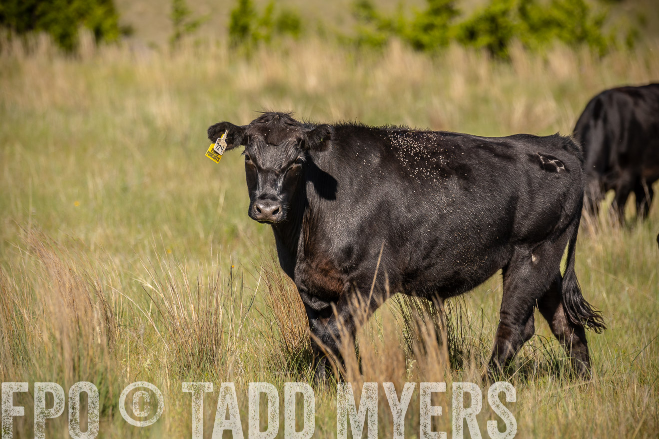 PP_TuckerRanch_NE_July2019-41810
