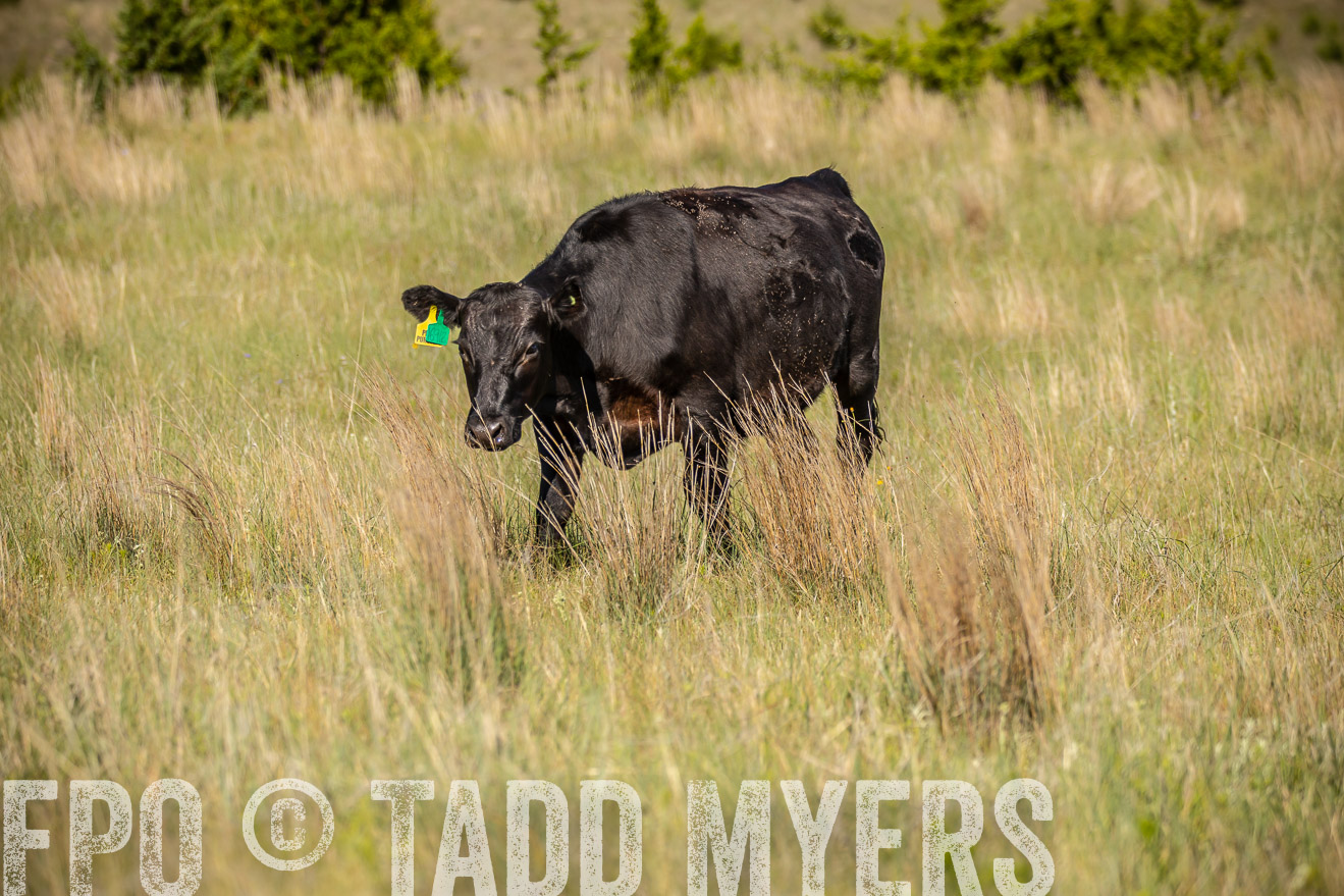 PP_TuckerRanch_NE_July2019-41814
