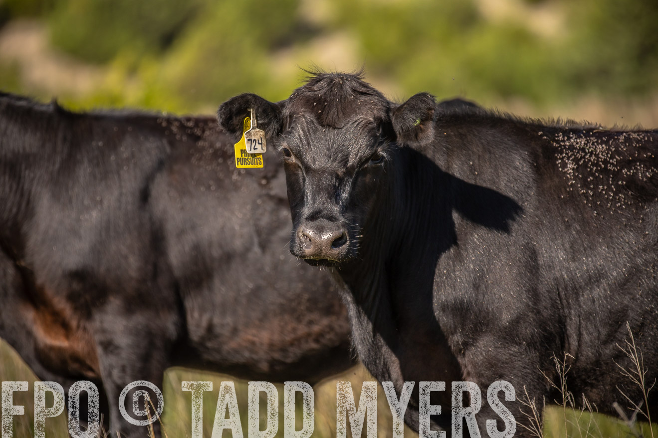 PP_TuckerRanch_NE_July2019-41819