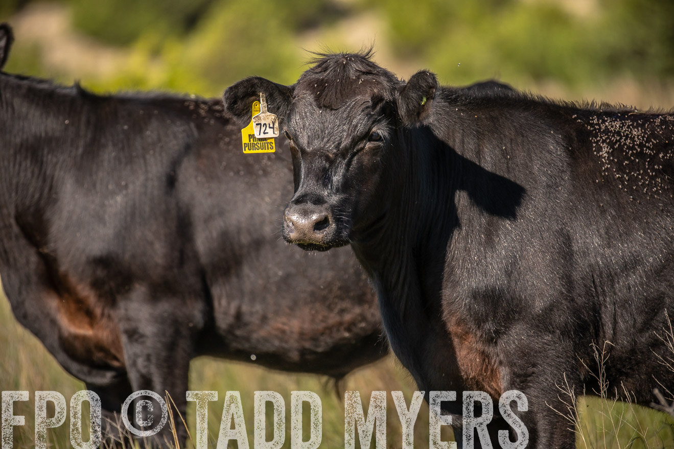 PP_TuckerRanch_NE_July2019-41820