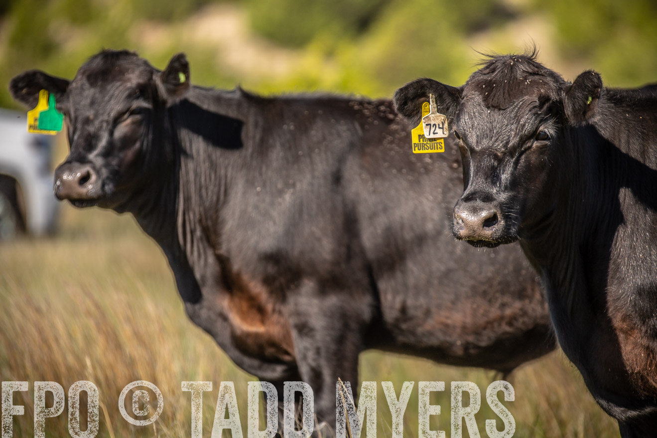 PP_TuckerRanch_NE_July2019-41822
