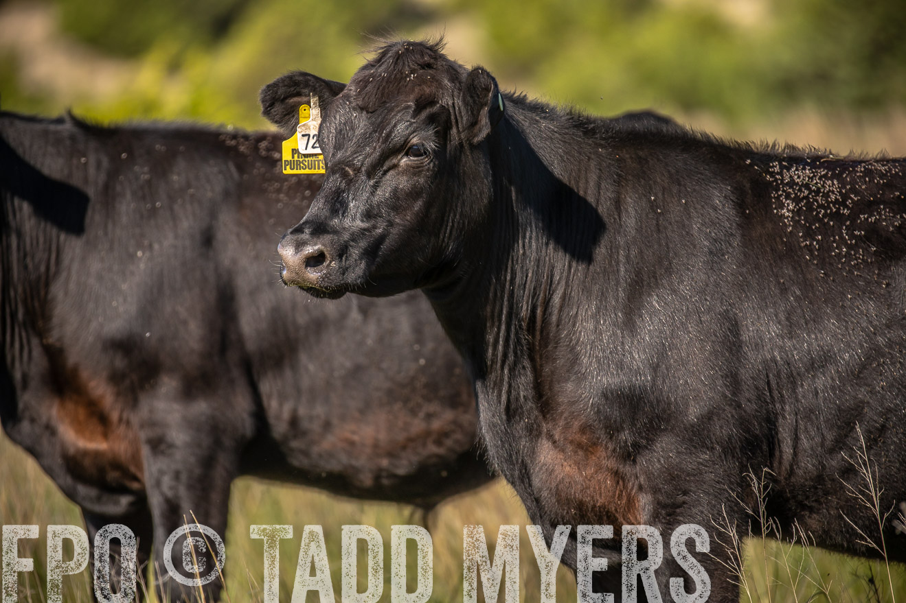 PP_TuckerRanch_NE_July2019-41824