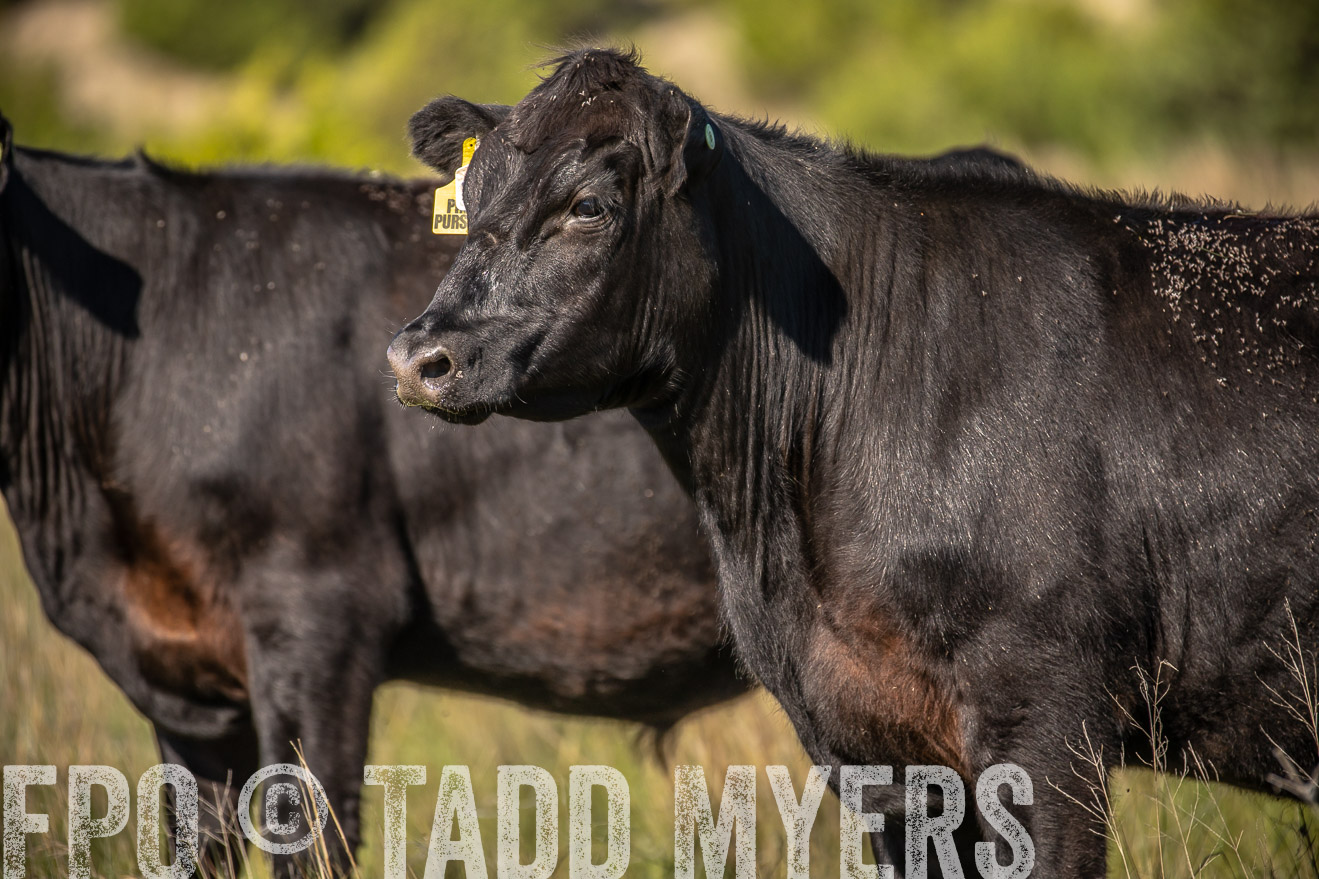 PP_TuckerRanch_NE_July2019-41825