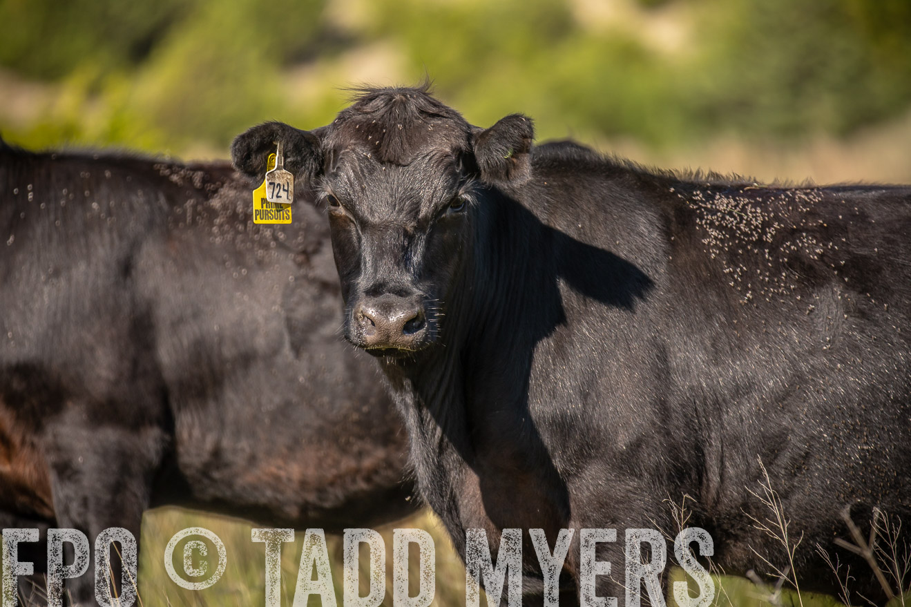 PP_TuckerRanch_NE_July2019-41827