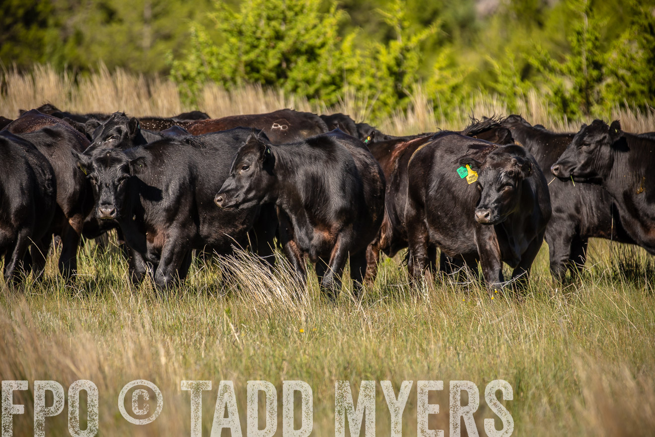 PP_TuckerRanch_NE_July2019-41832