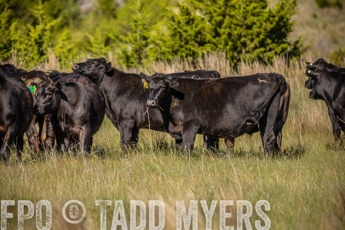 PP_TuckerRanch_NE_July2019-41833