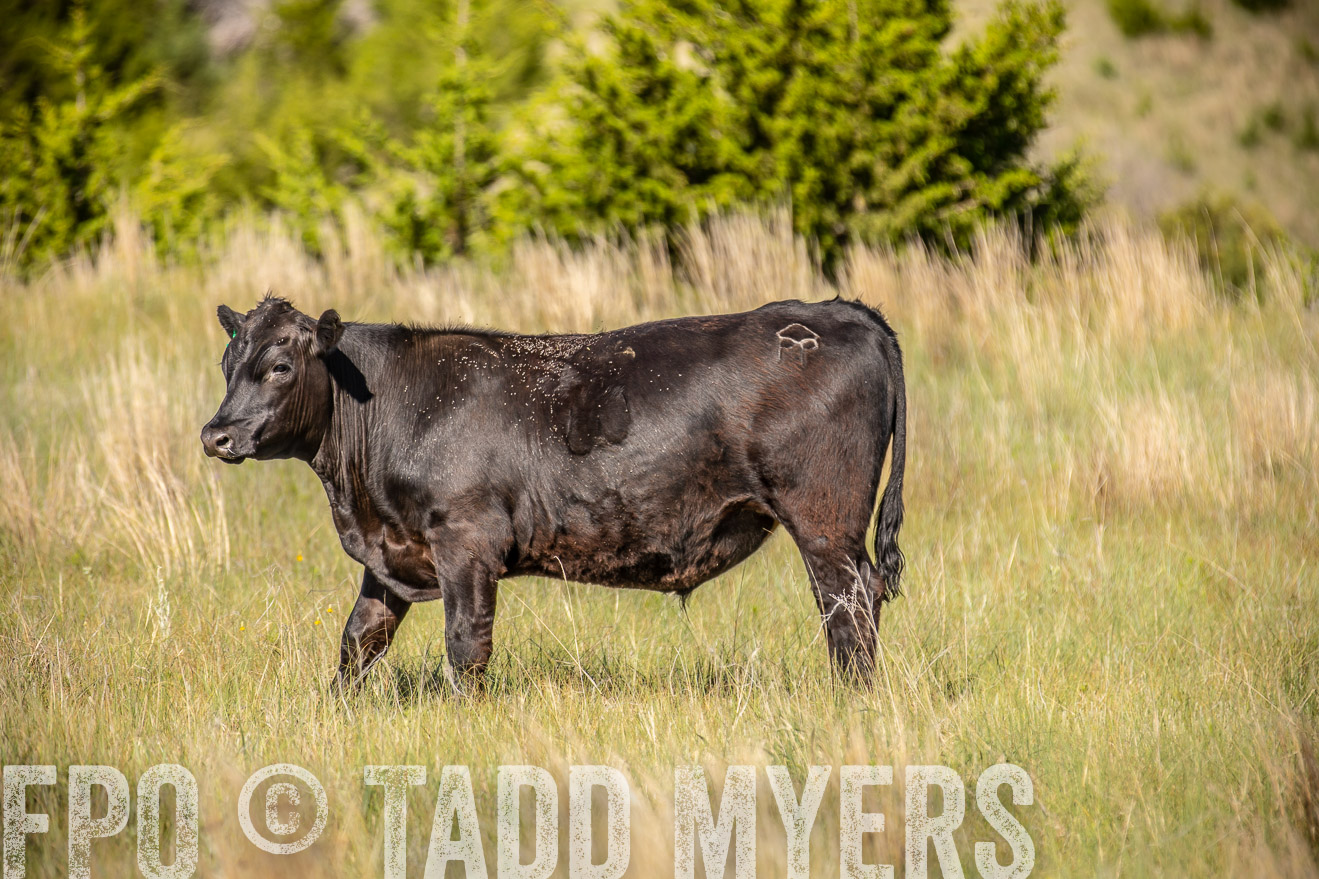 PP_TuckerRanch_NE_July2019-41854