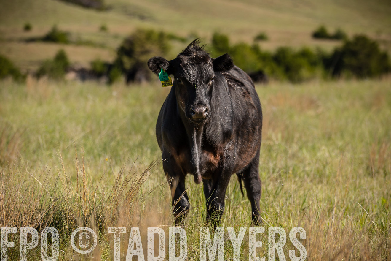 PP_TuckerRanch_NE_July2019-41866