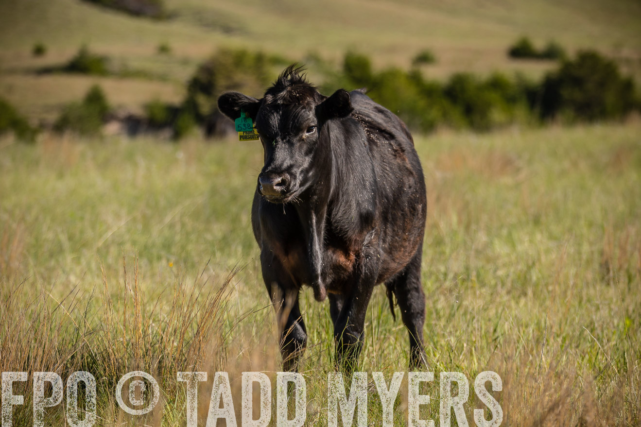 PP_TuckerRanch_NE_July2019-41867