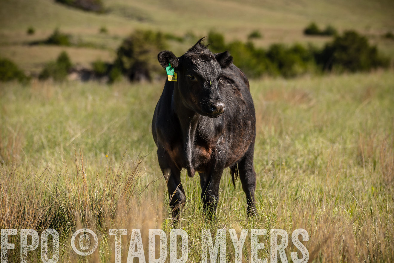 PP_TuckerRanch_NE_July2019-41868
