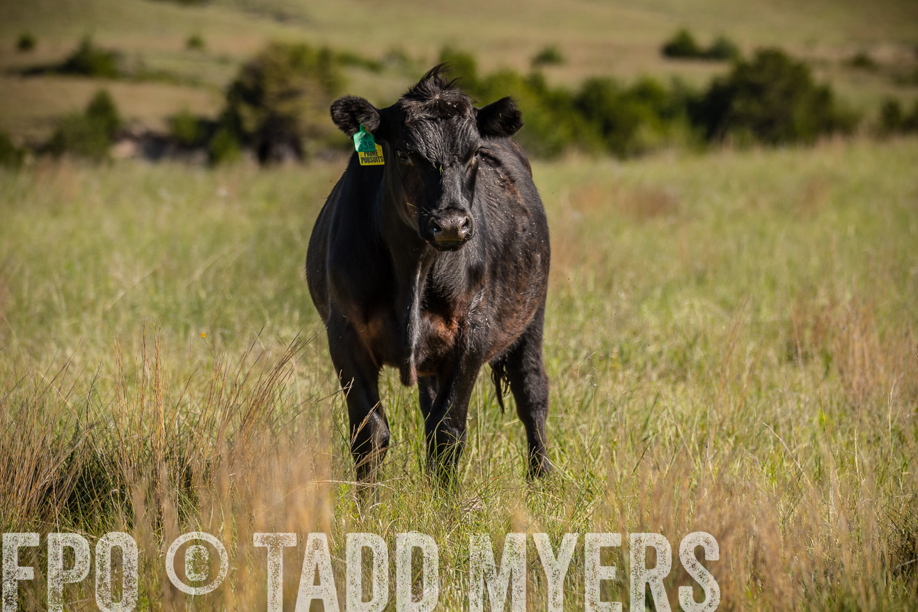 PP_TuckerRanch_NE_July2019-41871