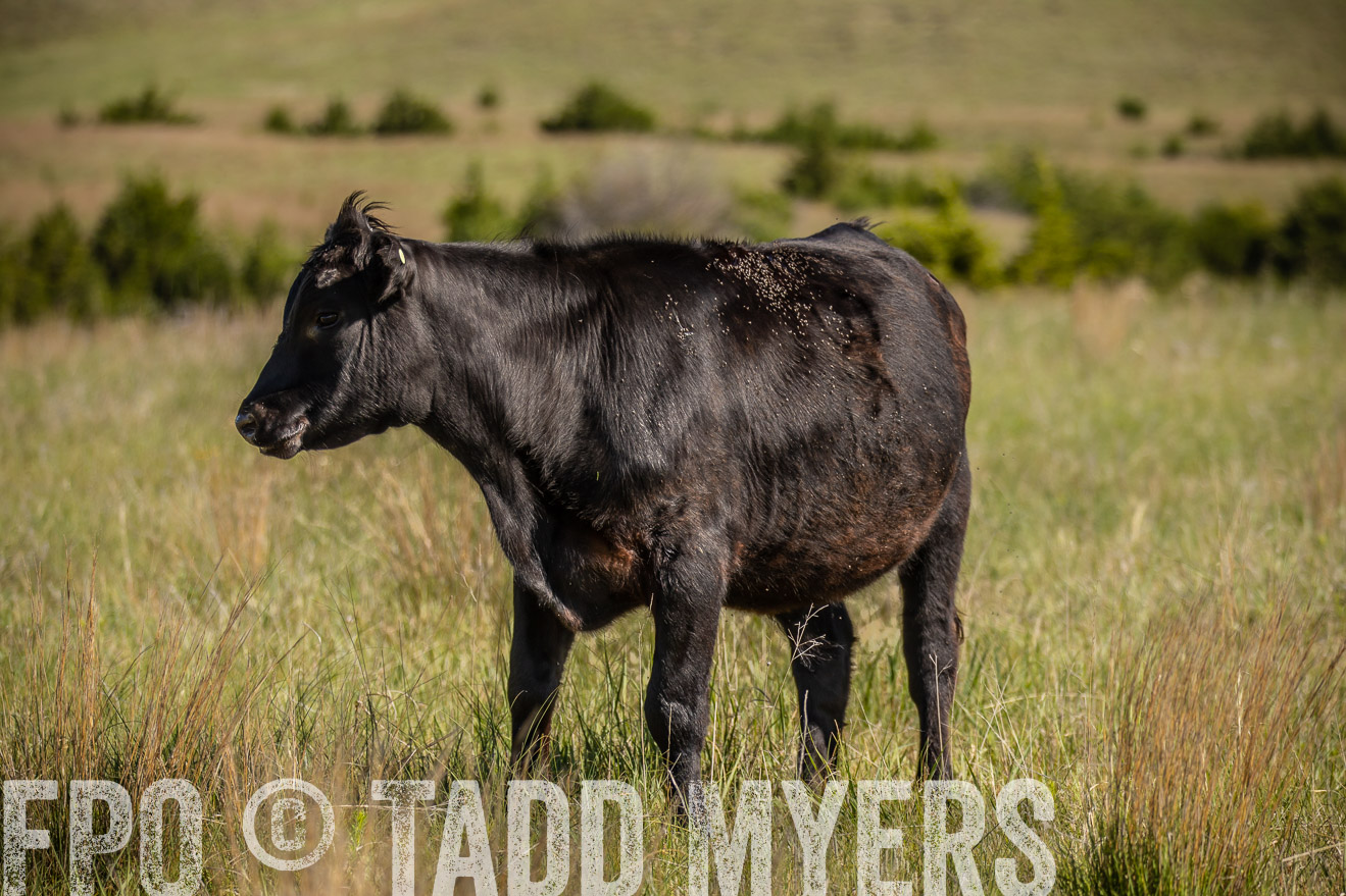 PP_TuckerRanch_NE_July2019-41872