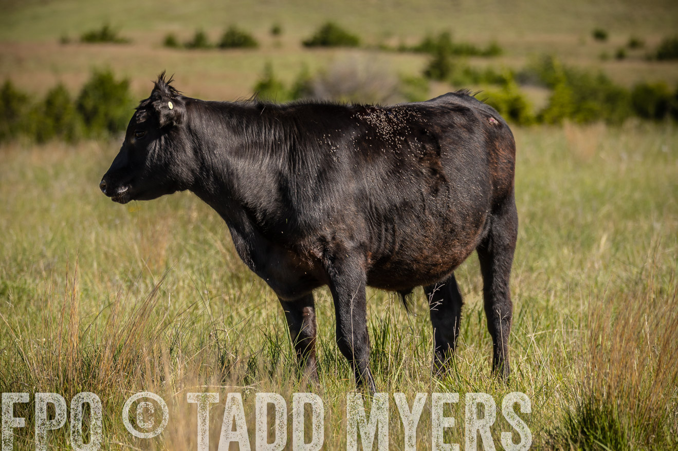 PP_TuckerRanch_NE_July2019-41873