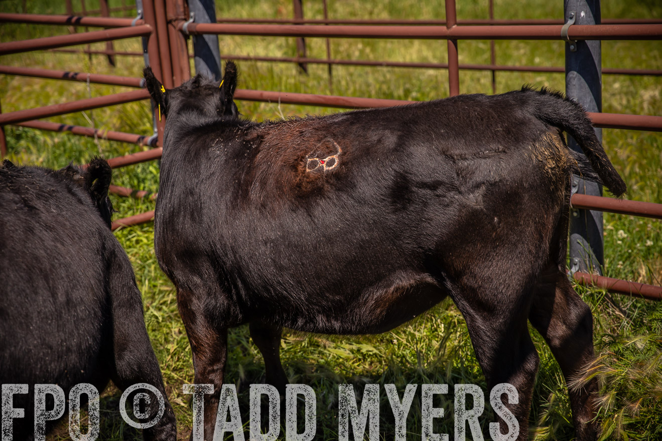 PP_TuckerRanch_NE_July2019-41884