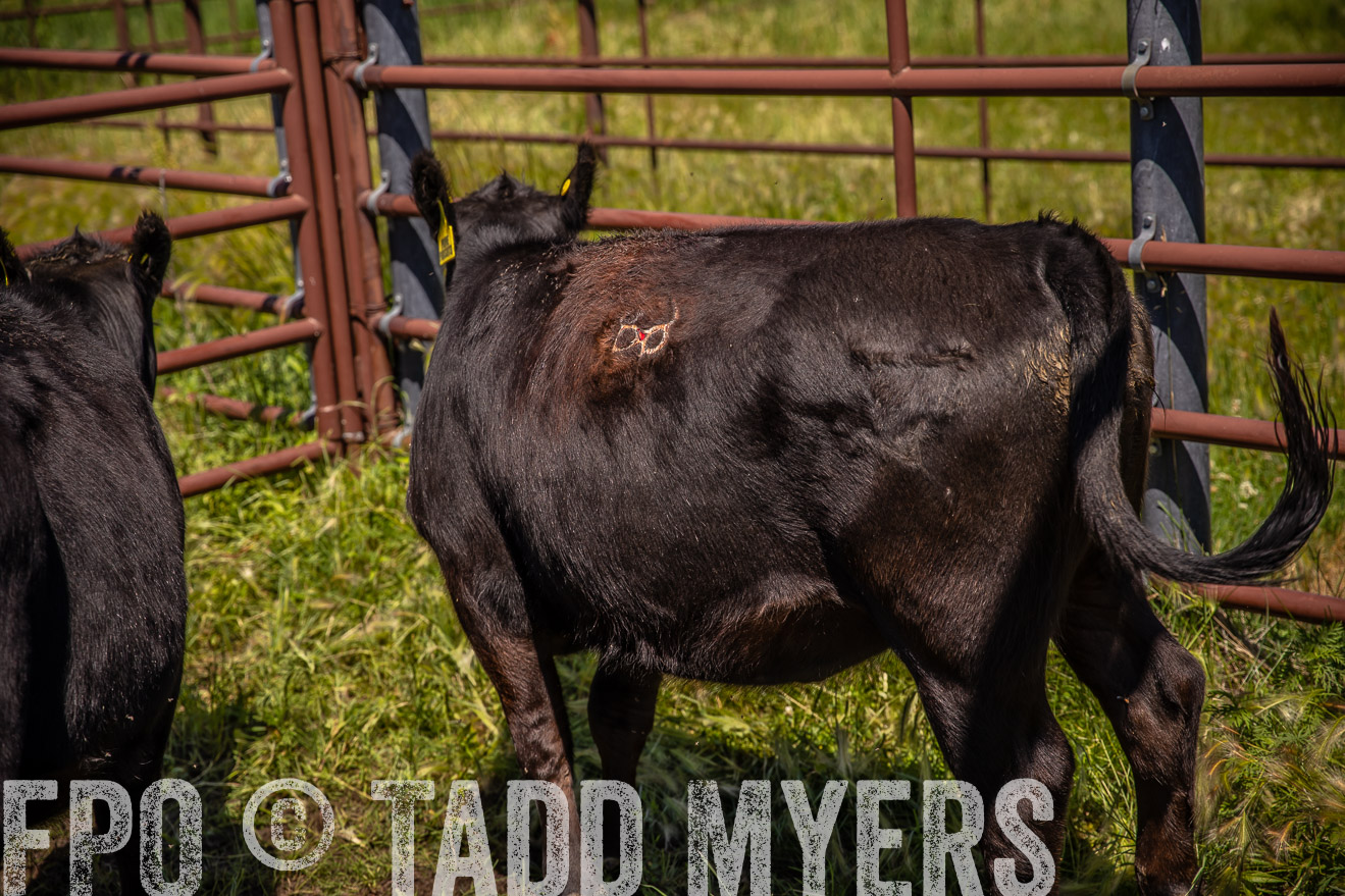 PP_TuckerRanch_NE_July2019-41885