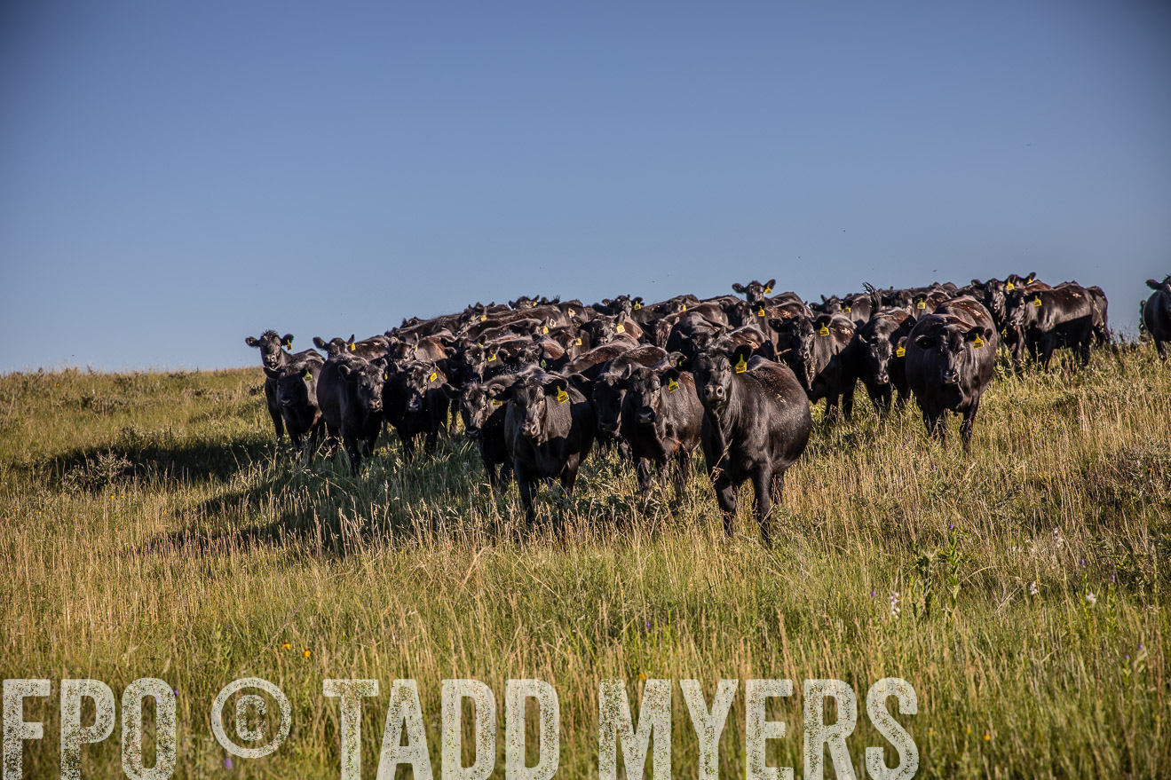 PP_TuckerRanch_NE_July2019-41977