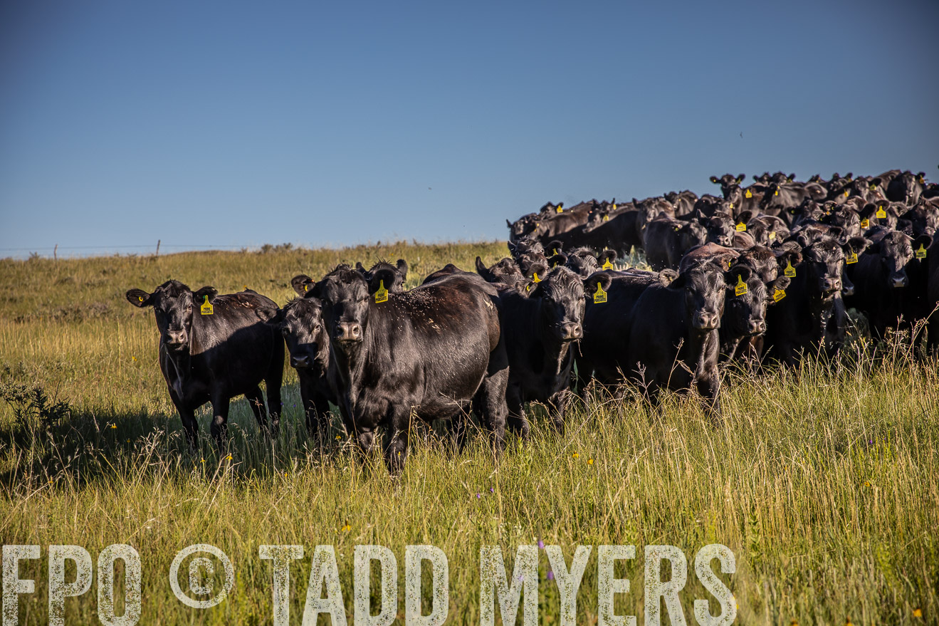 PP_TuckerRanch_NE_July2019-41979
