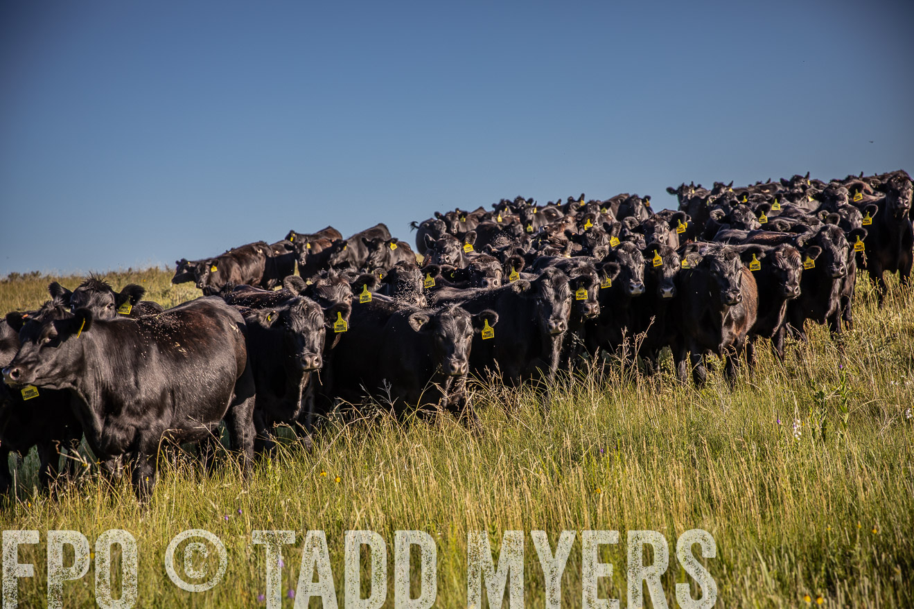 PP_TuckerRanch_NE_July2019-41981