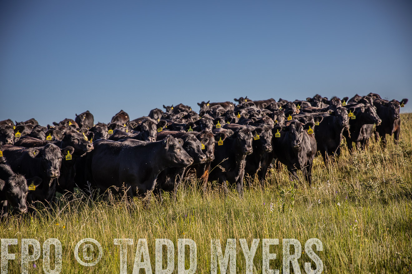 PP_TuckerRanch_NE_July2019-41982