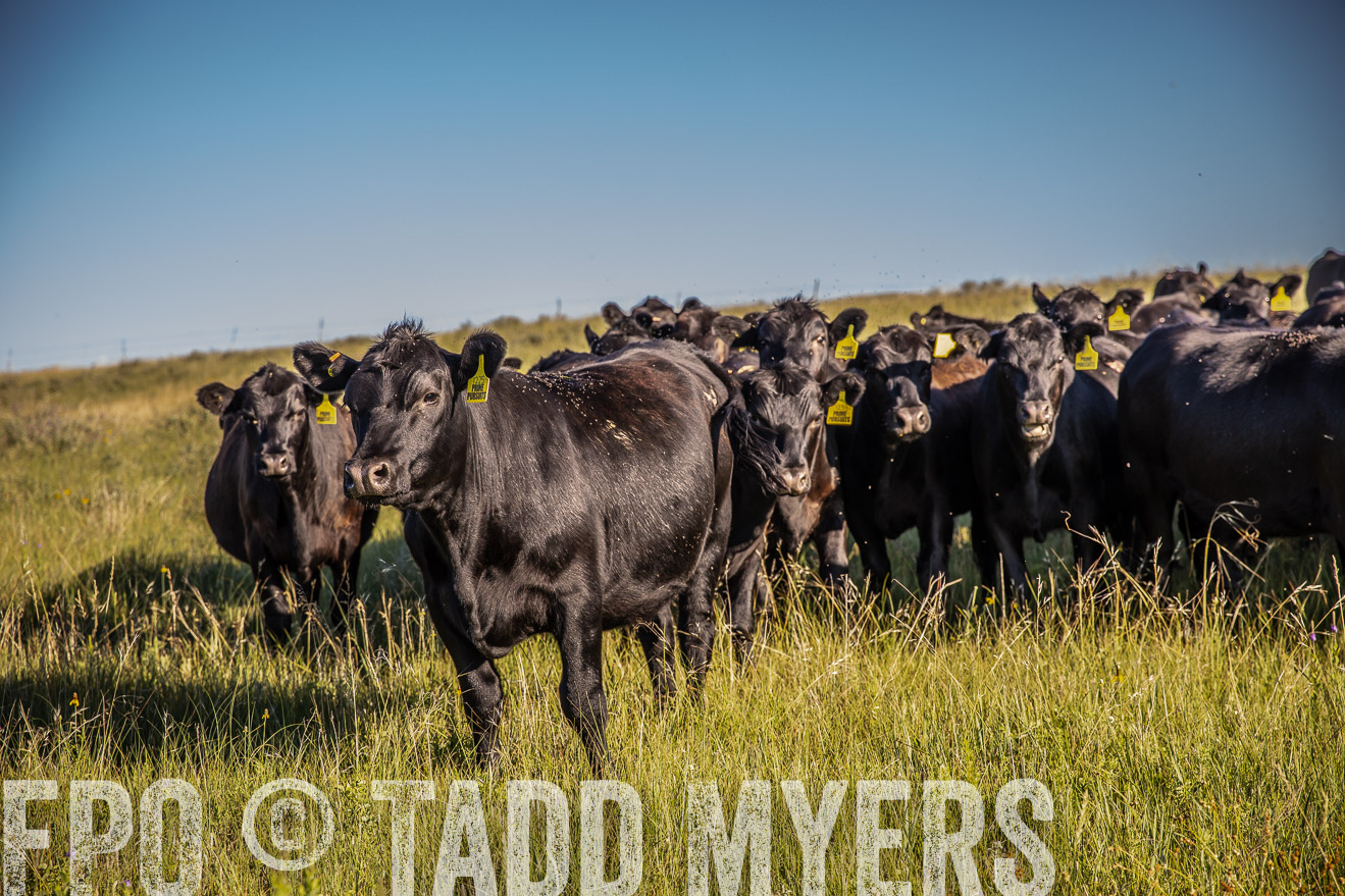 PP_TuckerRanch_NE_July2019-41985