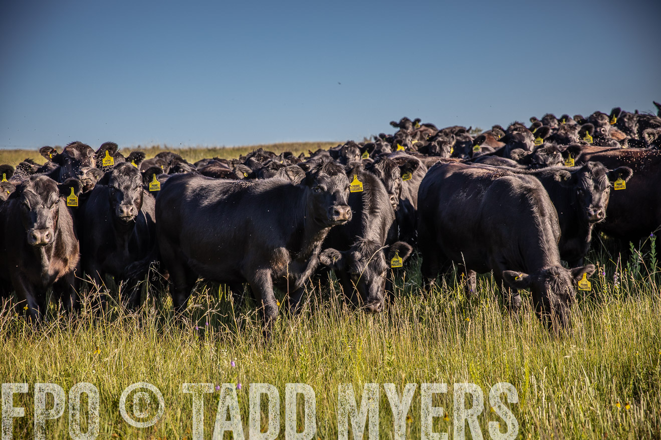 PP_TuckerRanch_NE_July2019-41986