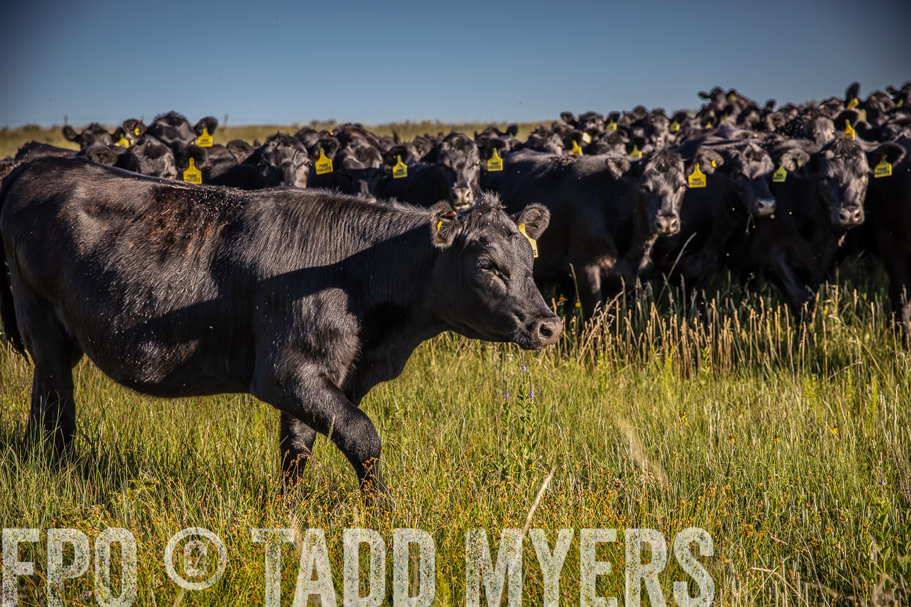 PP_TuckerRanch_NE_July2019-41987