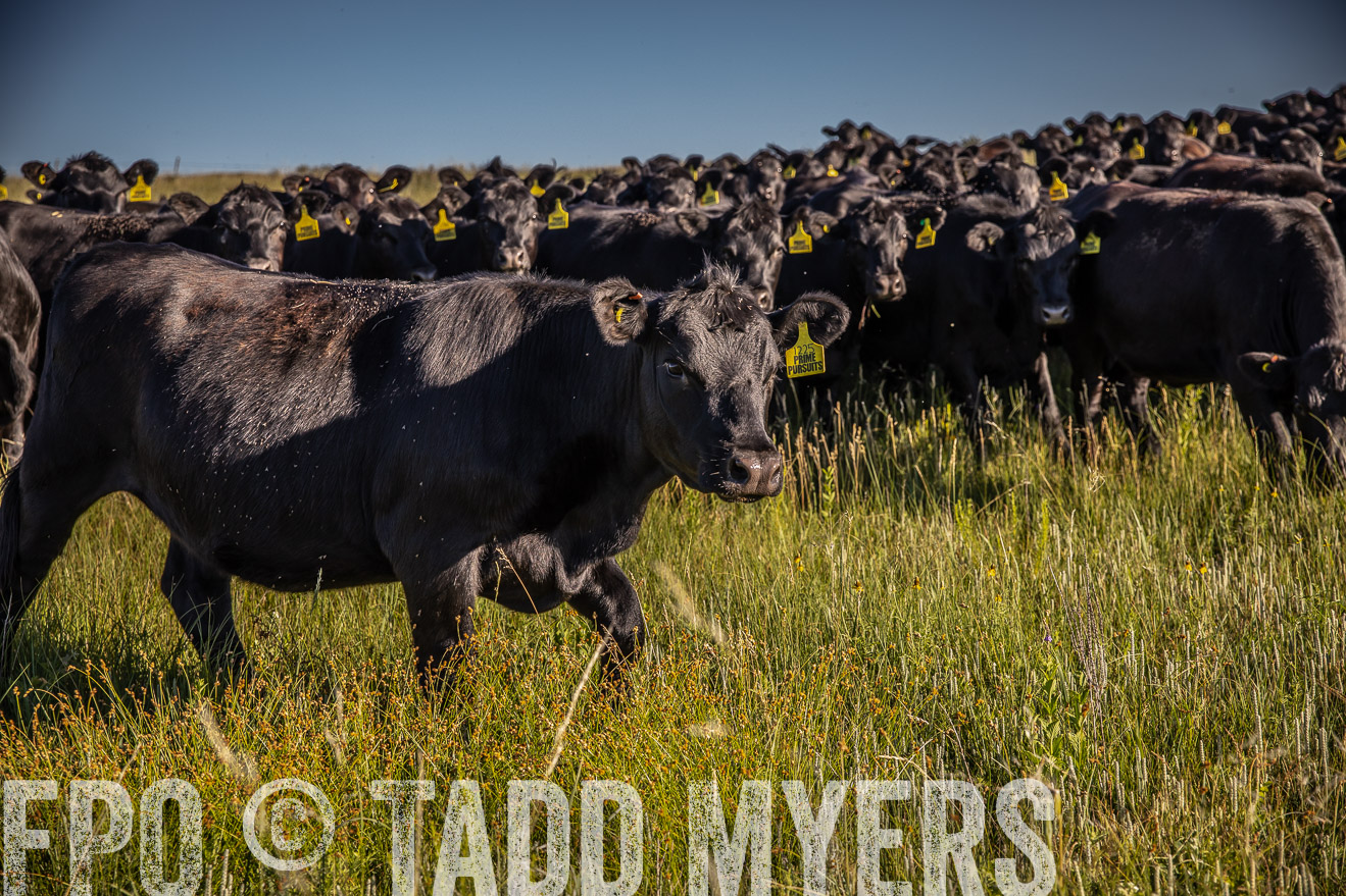 PP_TuckerRanch_NE_July2019-41988