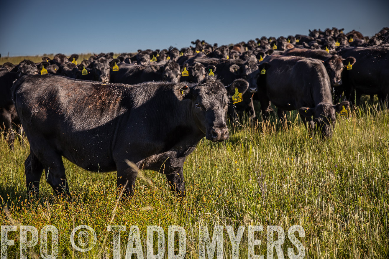 PP_TuckerRanch_NE_July2019-41989