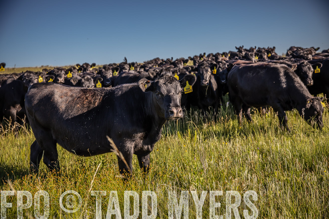 PP_TuckerRanch_NE_July2019-41991