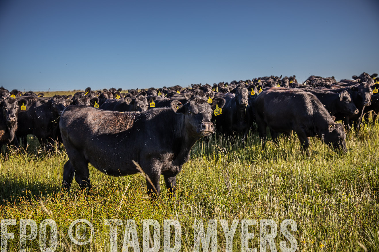 PP_TuckerRanch_NE_July2019-41992