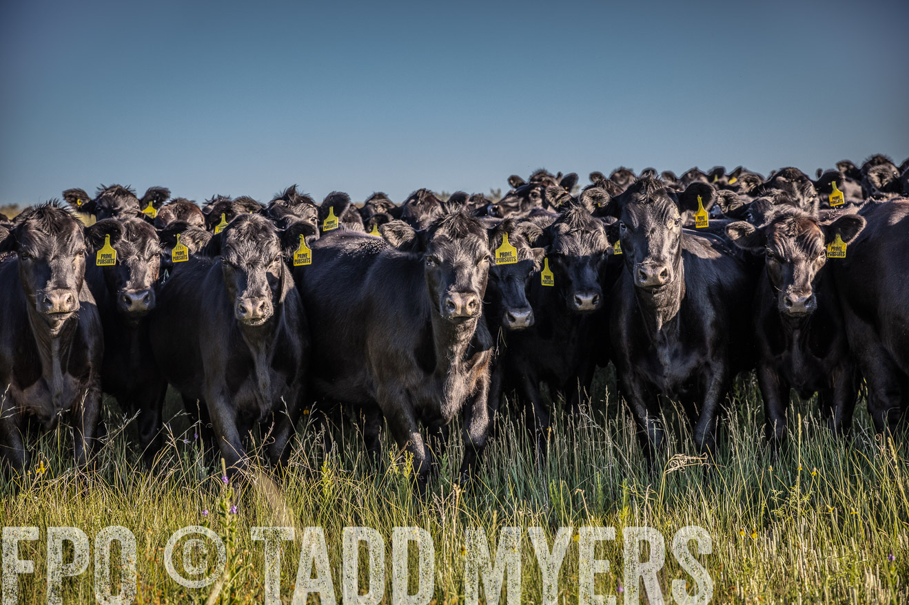 PP_TuckerRanch_NE_July2019-41993-1