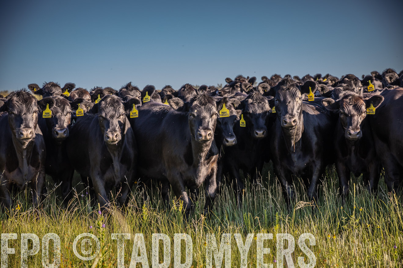 PP_TuckerRanch_NE_July2019-41993