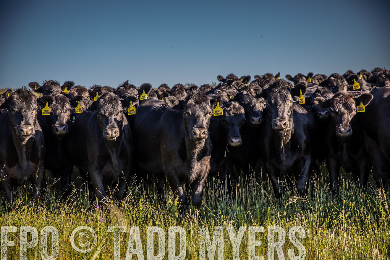 PP_TuckerRanch_NE_July2019-41994