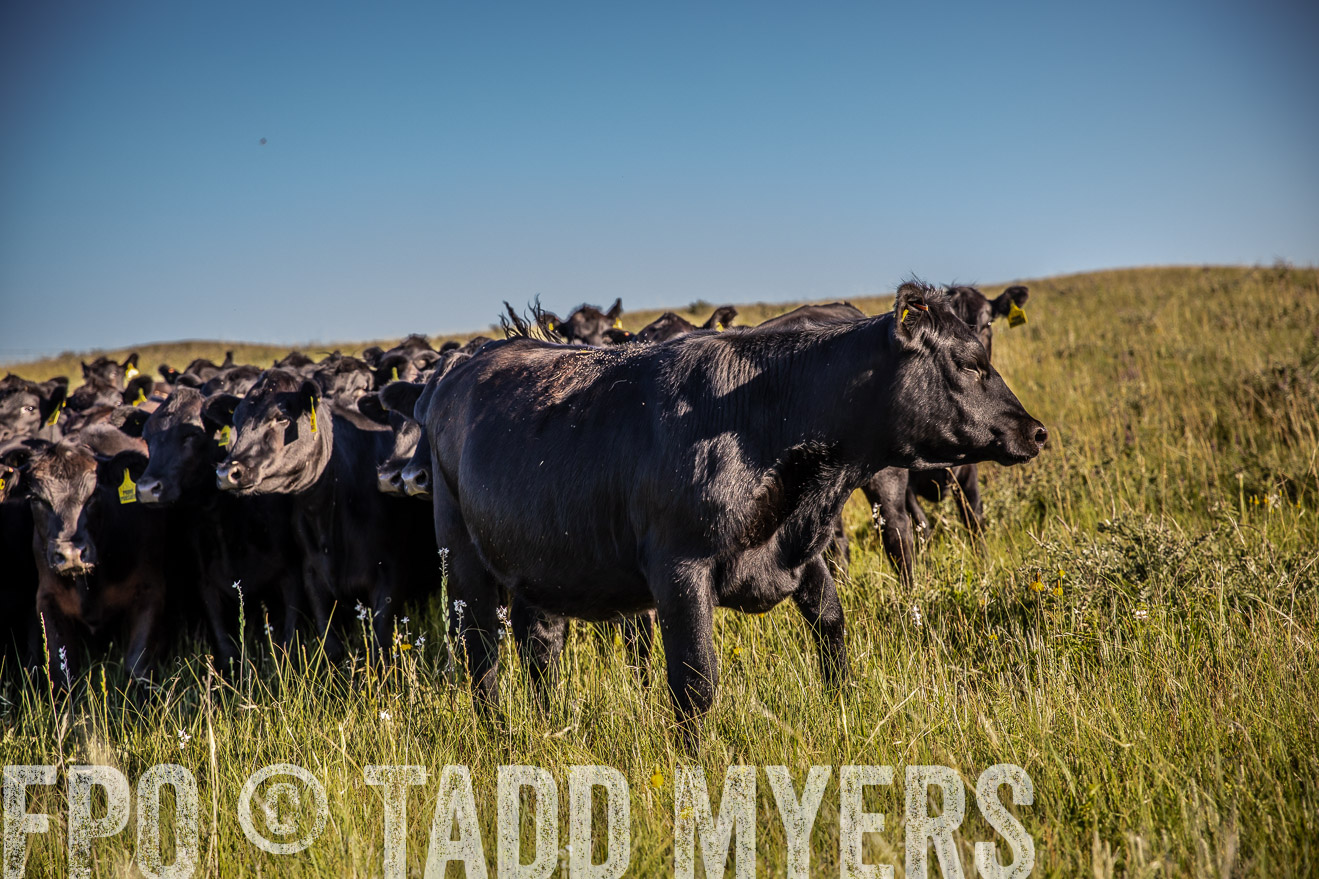 PP_TuckerRanch_NE_July2019-41998