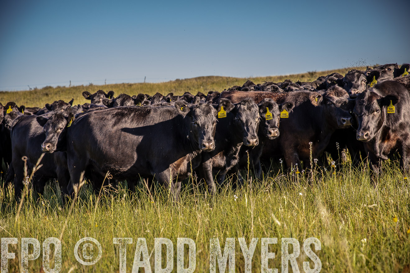 PP_TuckerRanch_NE_July2019-42000