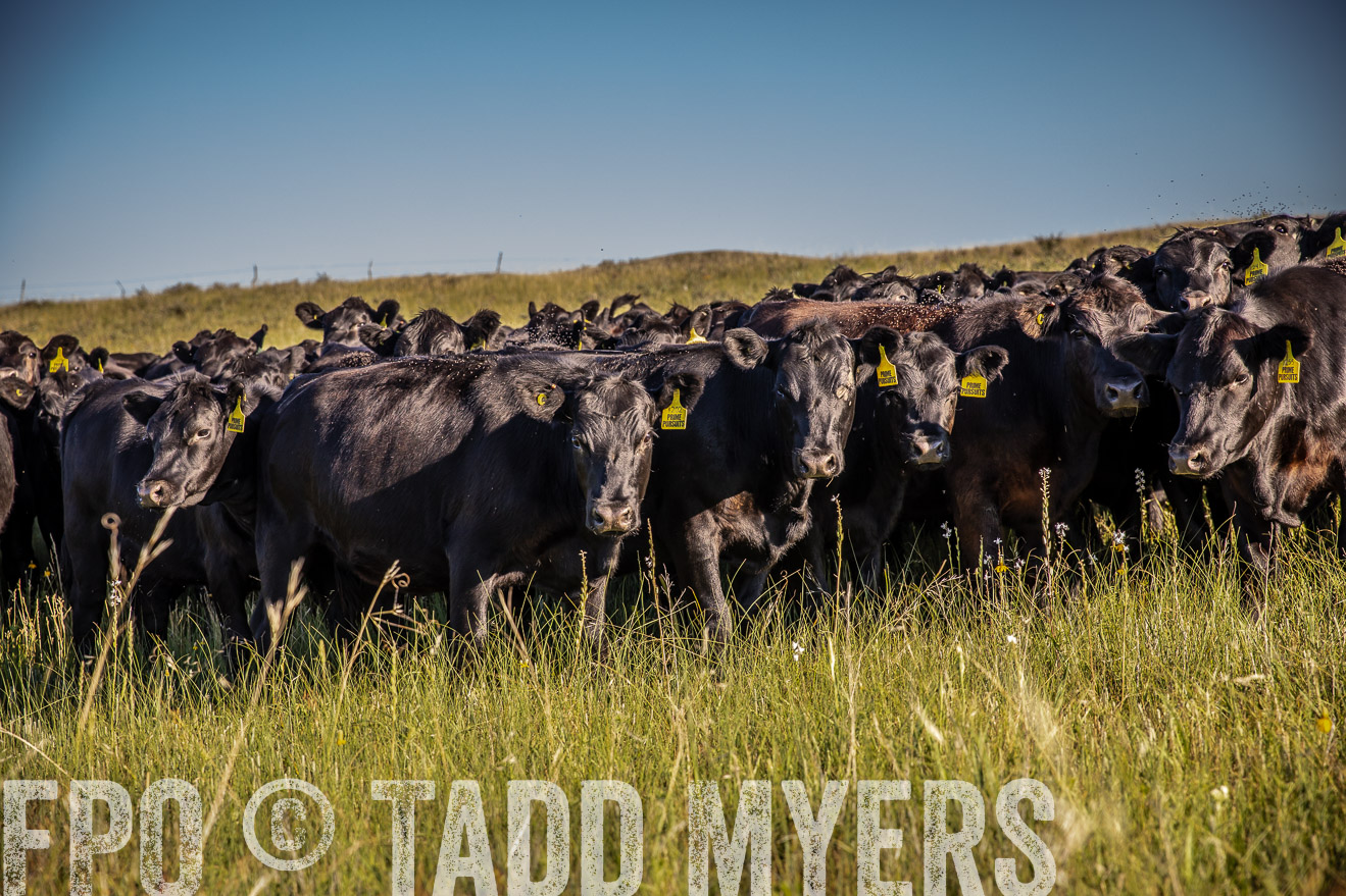 PP_TuckerRanch_NE_July2019-42001