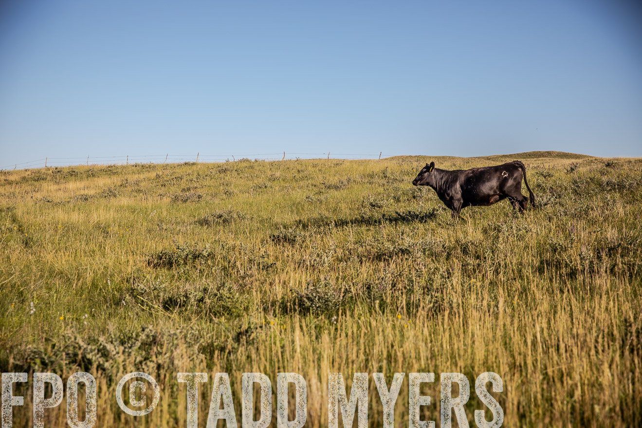 PP_TuckerRanch_NE_July2019-42045