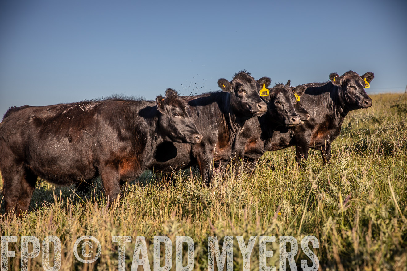 PP_TuckerRanch_NE_July2019-42166