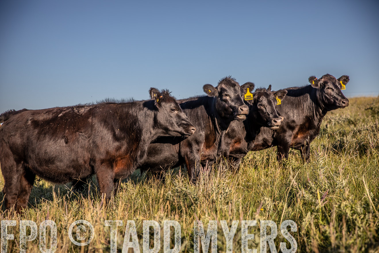 PP_TuckerRanch_NE_July2019-42167
