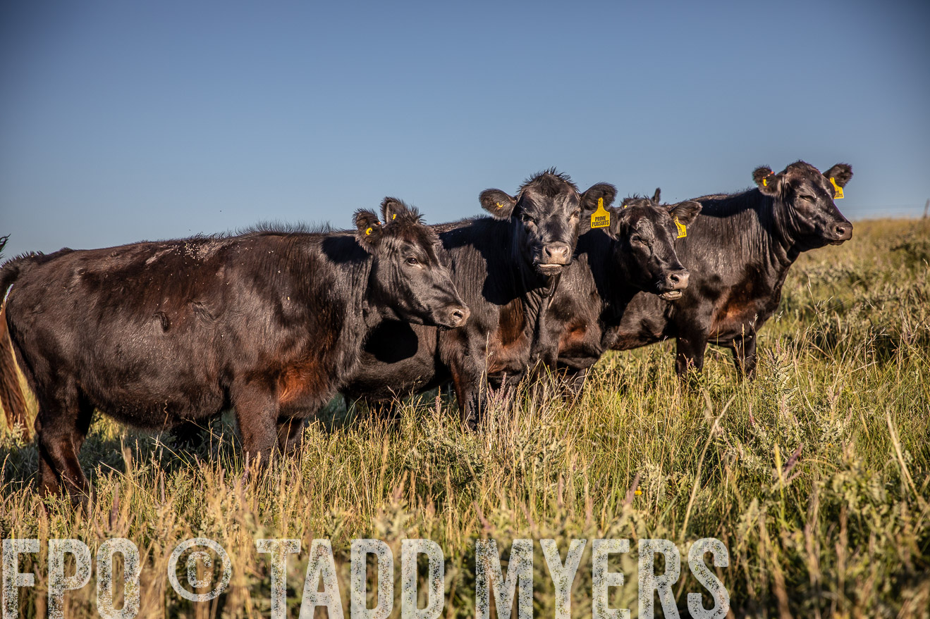 PP_TuckerRanch_NE_July2019-42169