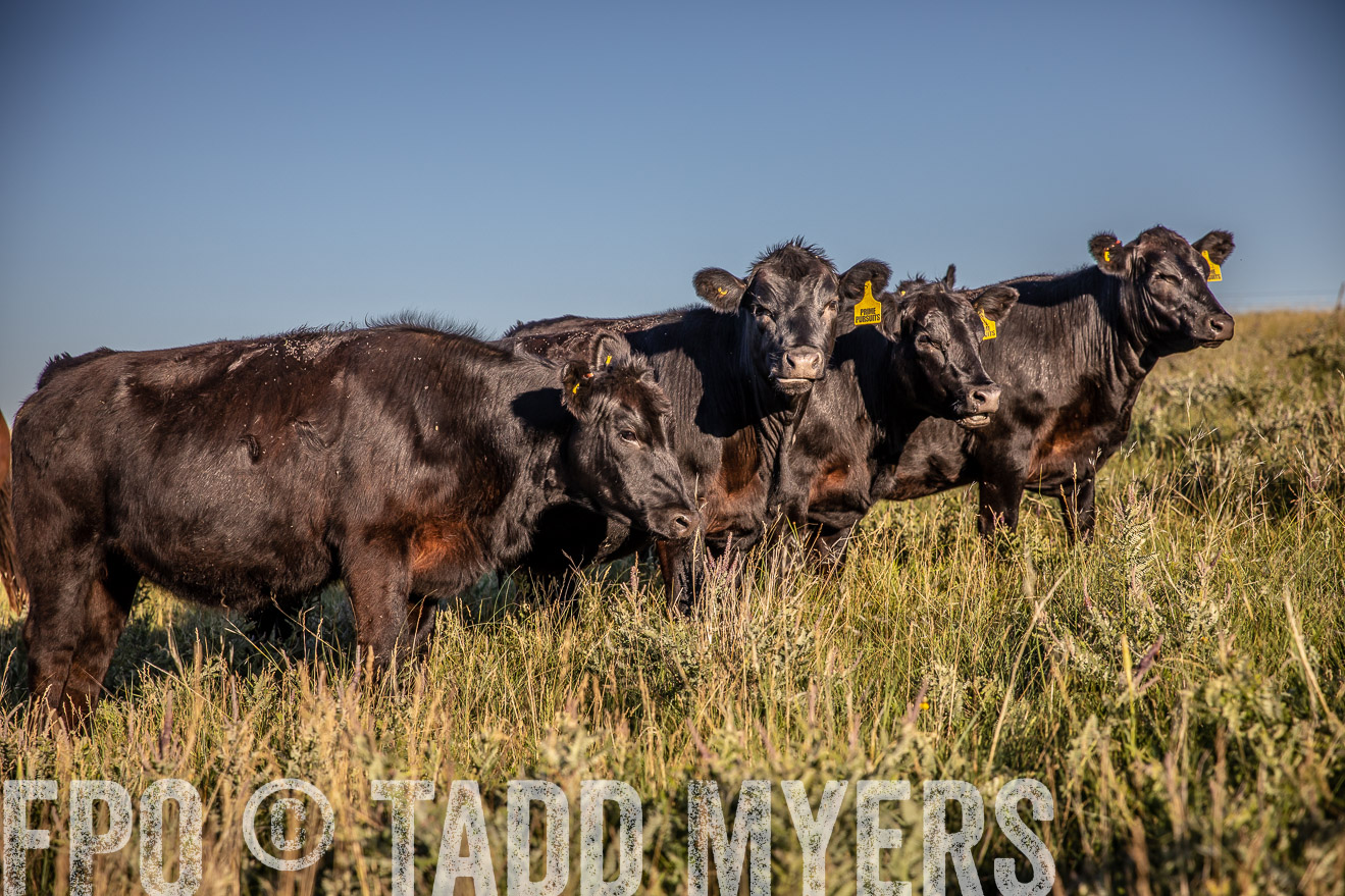 PP_TuckerRanch_NE_July2019-42170