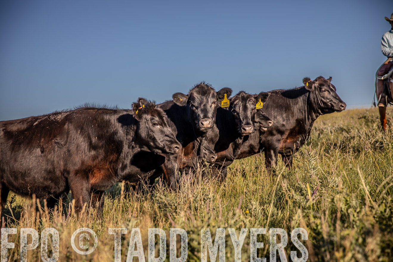PP_TuckerRanch_NE_July2019-42171